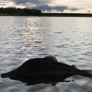 Meet your Posher, Seth